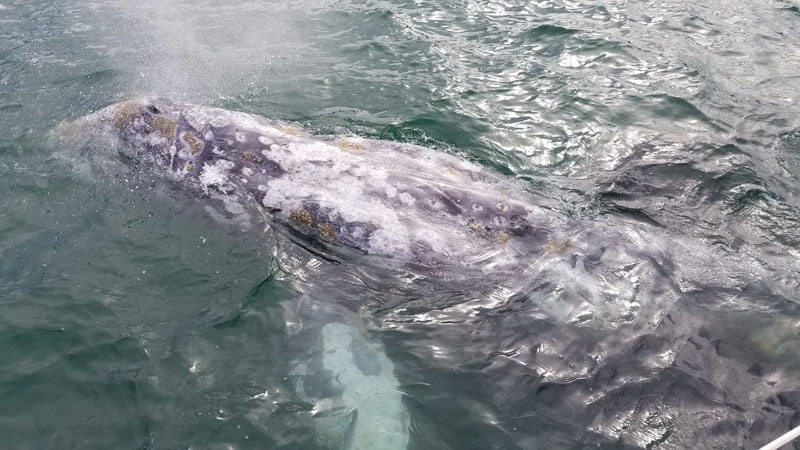 whale watching tours san diego whale watching tours san diego