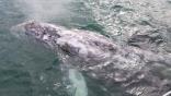 images/baby_gray_whale_800.jpg