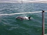 images/dolphin3.jpg