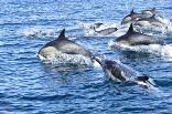 images/dolphins_san_diego2.jpg