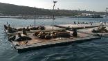 images/sea_lions_san_diego.jpg